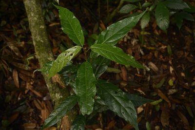 Croton zeylanicus, photographed by Siddarth Machado