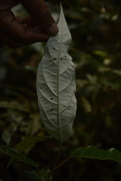 Croton zeylanicus, photographed by Siddarth Machado