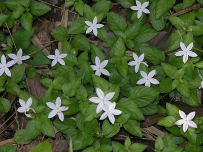Mussaenda uniflora, photographed by Oleg Kosterin