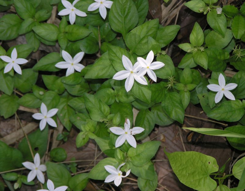 Mussaenda uniflora, photographed by Oleg Kosterin