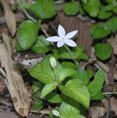 Mussaenda uniflora, photographed by Oleg Kosterin