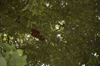 Cullenia exarillata, photographed by Siddarth Machado