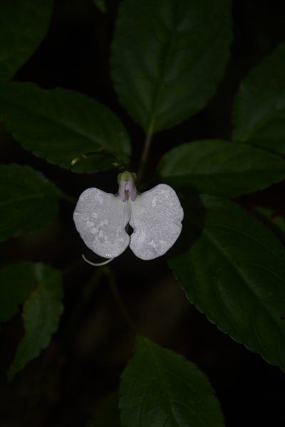 Impatiens leptura, photographed by Siddarth Machado