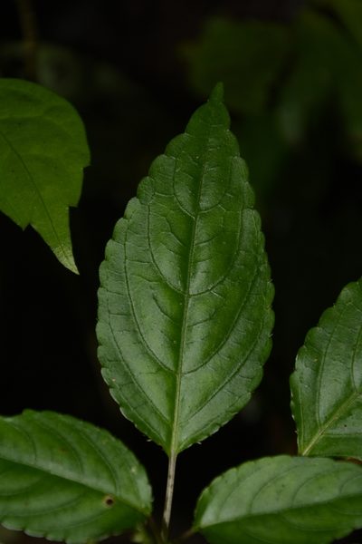 Impatiens leptura, photographed by Siddarth Machado