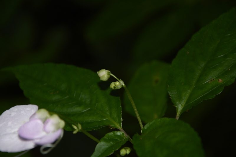 Impatiens leptura, photographed by Siddarth Machado