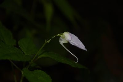 Impatiens leptura, photographed by Siddarth Machado