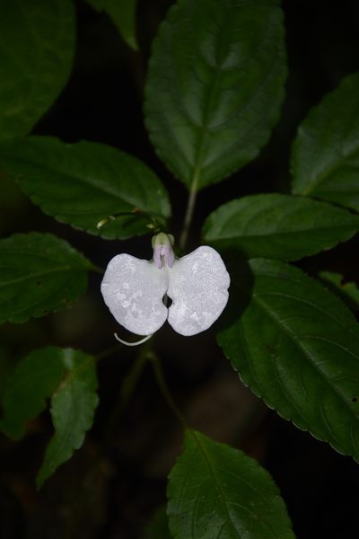 Impatiens leptura, photographed by Siddarth Machado