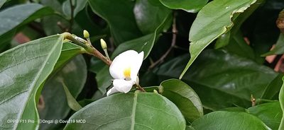 Baphia nitida, photographed by Ong Jyh Seng