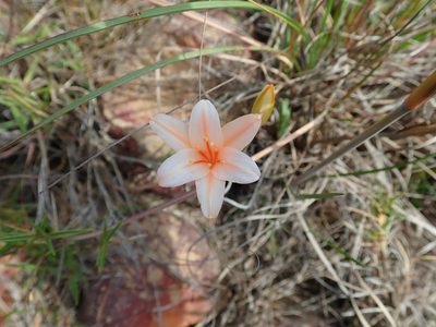 Cyrtanthus leptosiphon, photographed by Peter Warren