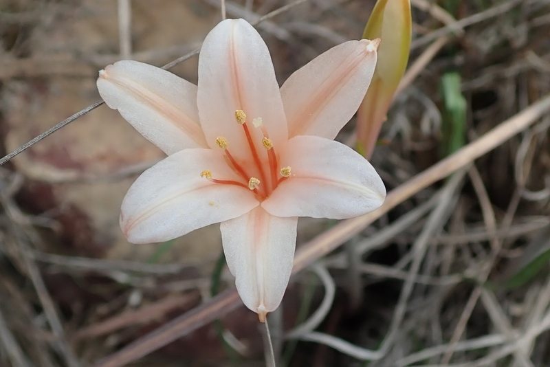 Cyrtanthus leptosiphon, photographed by Peter Warren