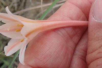 Cyrtanthus leptosiphon, photographed by Peter Warren