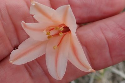 Cyrtanthus leptosiphon, photographed by Peter Warren