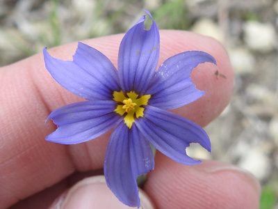 Sisyrinchium ensigerum, photographed by Sam Kieschnick