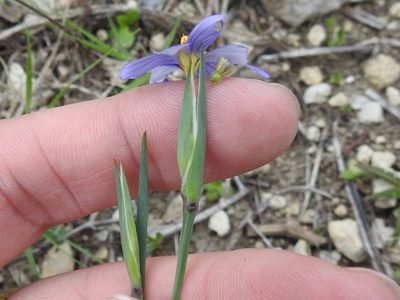 Sisyrinchium ensigerum, photographed by Sam Kieschnick