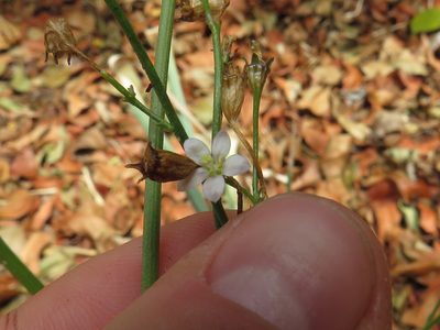 Wahlenbergia androsacea, photographed by Jeremy Gilmore