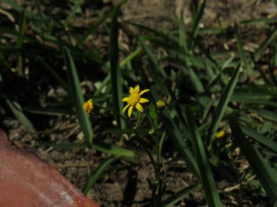 Senecio littoreus, photographed by Jeremy Gilmore