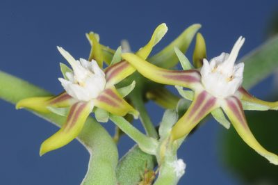 Araujia variegata, photographed by aacocucci
