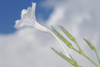 Ruellia macrosolen, photographed by aacocucci