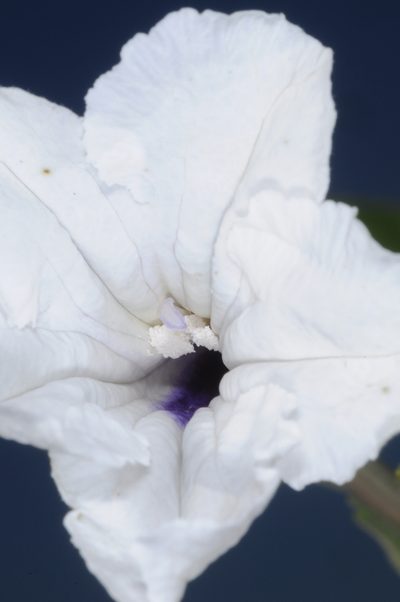 Ruellia macrosolen, photographed by aacocucci