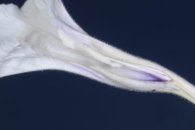 Ruellia macrosolen, photographed by aacocucci
