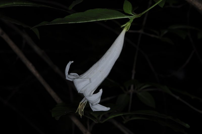 Coutarea hexandra, photographed by aacocucci