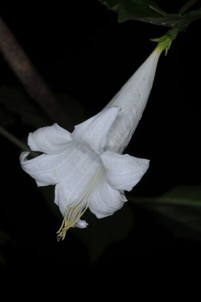Coutarea hexandra, photographed by aacocucci