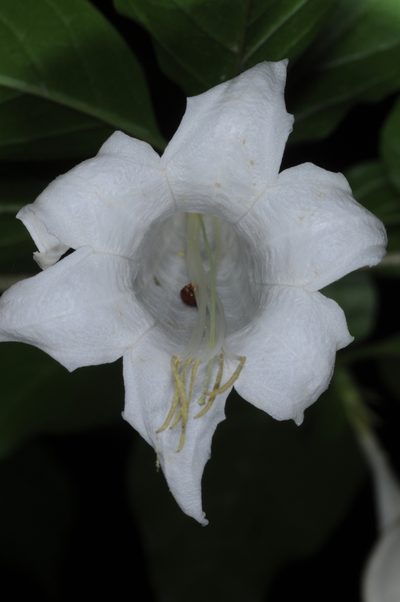 Coutarea hexandra, photographed by aacocucci
