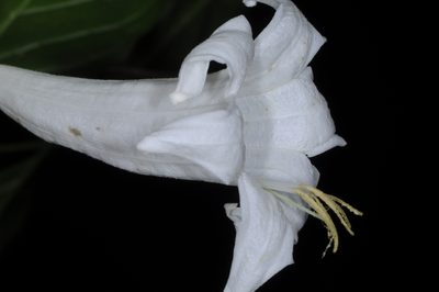 Coutarea hexandra, photographed by aacocucci