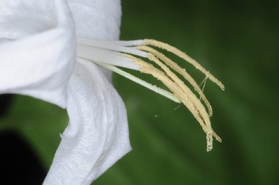 Coutarea hexandra, photographed by aacocucci