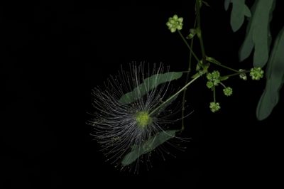 Zapoteca formosa, photographed by aacocucci