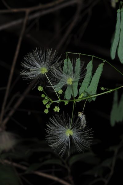 Zapoteca formosa, photographed by aacocucci