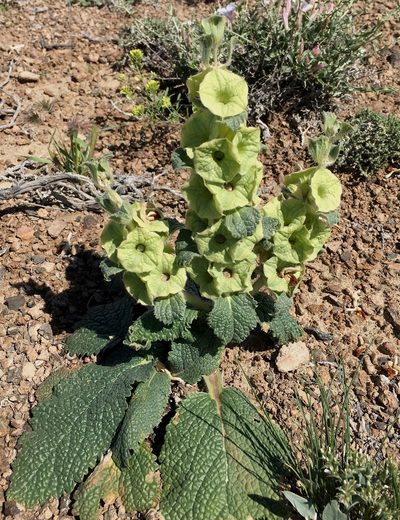 Phlomoides isochila, photographed by desertnaturalist