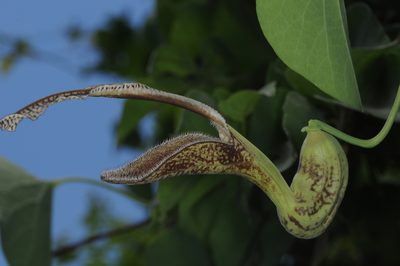 Aristolochia esperanzae, photographed by aacocucci