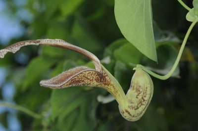 Aristolochia esperanzae, photographed by aacocucci
