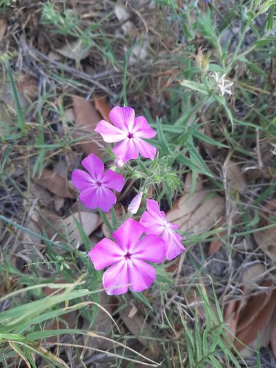 Phlox glabriflora, photographed by Spencer McIntyre