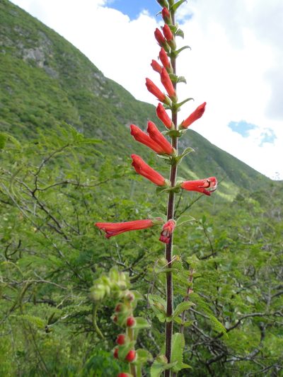 Lamourouxia viscosa, photographed by Eugenio Padilla