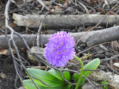 Primula denticulata, photographed by liam1294