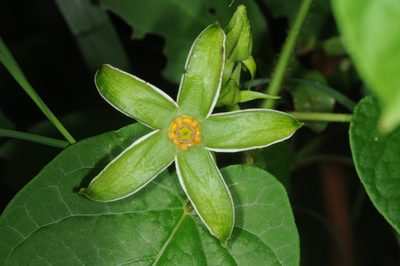 Gonolobus rostratus, photographed by aacocucci