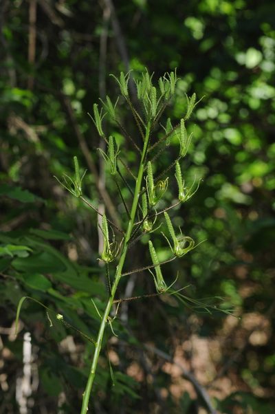 Cleome gigantea, photographed by aacocucci