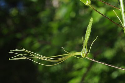Cleome gigantea, photographed by aacocucci