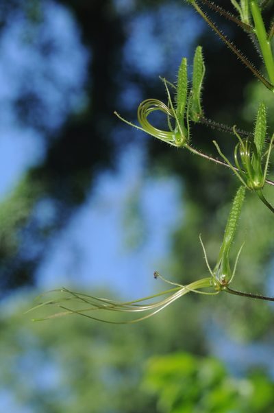 Cleome gigantea, photographed by aacocucci