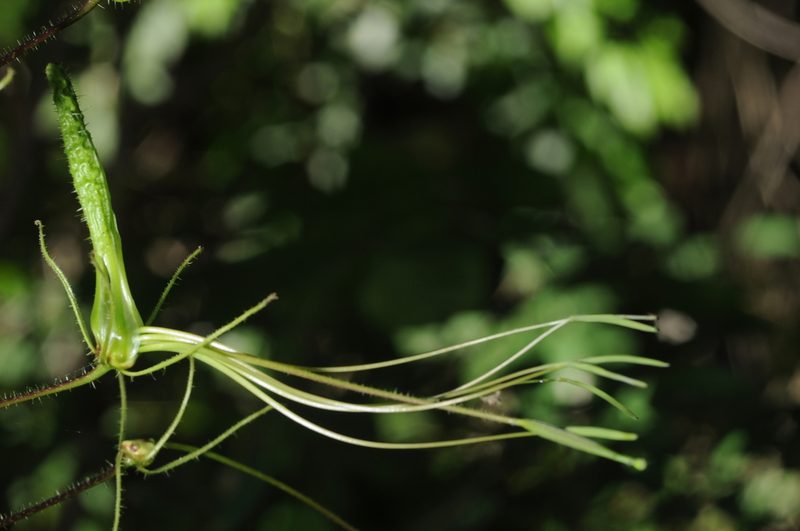 Cleome gigantea, photographed by aacocucci