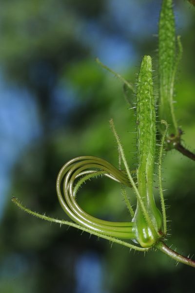 Cleome gigantea, photographed by aacocucci