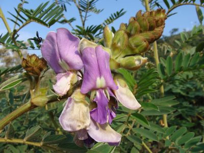 Tephrosia vogelii, photographed by Alexis López Hernández