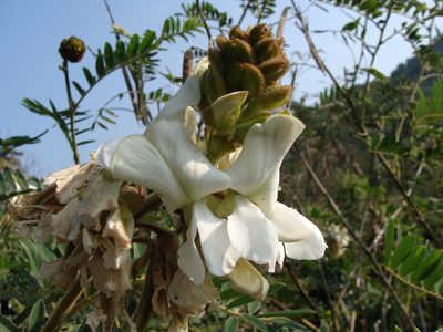 Tephrosia vogelii, photographed by Alexis López Hernández