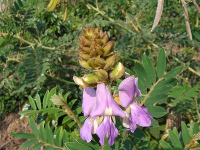Tephrosia vogelii, photographed by Alexis López Hernández