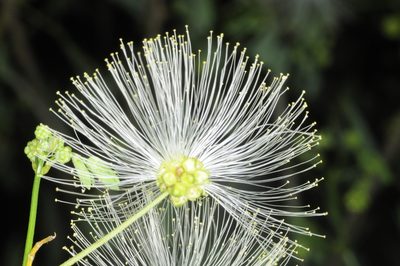 Zapoteca formosa, photographed by aacocucci