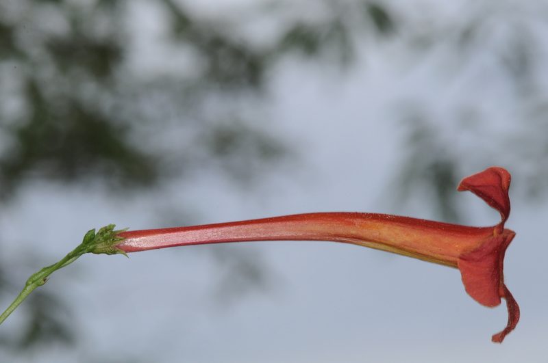 Tecoma tenuiflora, photographed by aacocucci