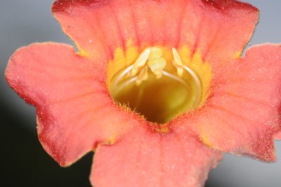 Tecoma tenuiflora, photographed by aacocucci