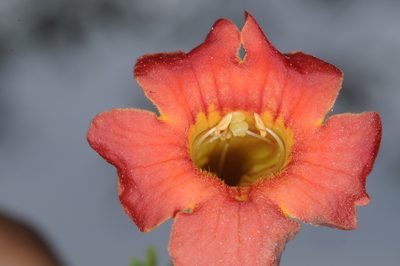 Tecoma tenuiflora, photographed by aacocucci